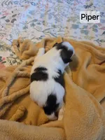 Piper, a female Shih Tzu for sale in Engelhard, NC – 2 of 3