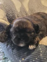 Zoey, a female Shih Tzu for sale in Engelhard, NC – 2 of 3
