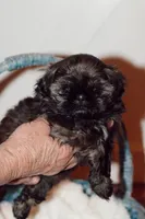 Lily, a female Shih Tzu for sale in Engelhard, NC – Photo 2 of 2