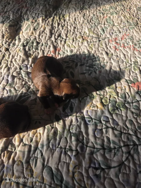 River  – Shih Tzu puppy for sale in Engelhard, NC
