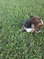 River, a male Shih Tzu for sale in Engelhard, NC – 4 of 5