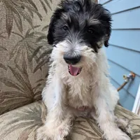 Miles, a male Doberman Pinscher and Poodle - Standard  for sale in Knoxville, TN – Photo 5 of 8