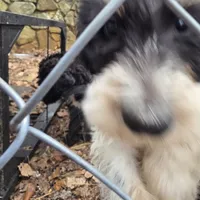 Miles, a male Doberman Pinscher and Poodle - Standard  for sale in Knoxville, TN – Photo 4 of 8