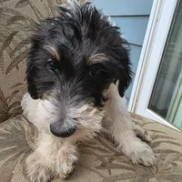 Miles, a male Doberman Pinscher and Poodle - Standard  for sale in Knoxville, TN – Photo 8 of 8