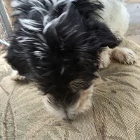 Miles, a male Doberman Pinscher and Poodle - Standard  for sale in Knoxville, TN – Photo 3 of 8