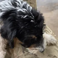 Miles, a male Doberman Pinscher and Poodle - Standard  for sale in Knoxville, TN – Photo 6 of 8