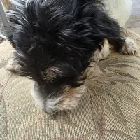 Miles, a male Doberman Pinscher and Poodle - Standard  for sale in Knoxville, TN – Photo 2 of 8