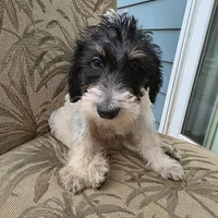 Miles, a male Doberman Pinscher and Poodle - Standard  for sale in Knoxville, TN – Photo 1 of 8