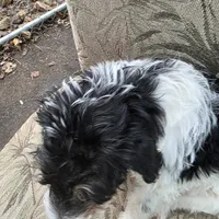 Miles, a male Doberman Pinscher and Poodle - Standard  for sale in Knoxville, TN – Photo 7 of 8