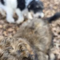 Oliver-only 3 remain, a male Doberman Pinscher and Poodle - Standard  for sale in Knoxville, TN – Photo 9 of 10