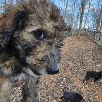 Oliver-only 3 remain, a male Doberman Pinscher and Poodle - Standard  for sale in Knoxville, TN – Photo 4 of 10