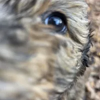 Oliver-only 3 remain, a male Doberman Pinscher and Poodle - Standard  for sale in Knoxville, TN – Photo 6 of 10