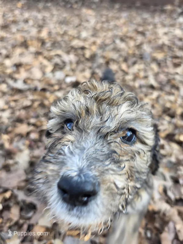 Oliver-only 3 remain