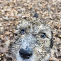 Oliver-only 3 remain, a male Doberman Pinscher and Poodle - Standard  for sale in Knoxville, TN – Photo 1 of 10