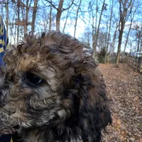 Oliver-only 3 remain, a male Doberman Pinscher and Poodle - Standard  for sale in Knoxville, TN – Photo 5 of 10