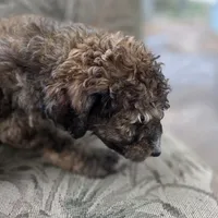 Oliver-only 3 remain, a male Doberman Pinscher and Poodle - Standard  for sale in Knoxville, TN – Photo 8 of 10