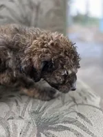 processed/92019b3e-993d-45ce-a1c6-681c34900131/listing/aef41a68-7208-4fa6-8b21-98fb5d94b6b1/dd951993-e072-4e10-948b-ae23b9f14cda