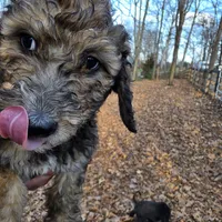 Oliver-only 3 remain, a male Doberman Pinscher and Poodle - Standard  for sale in Knoxville, TN – Photo 3 of 10