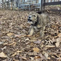 Oliver-only 3 remain, a male Doberman Pinscher and Poodle - Standard  for sale in Knoxville, TN – Photo 10 of 10