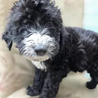 Otto, a male Doberman Pinscher and Poodle - Standard  for sale in Knoxville, TN – Photo 10 of 10