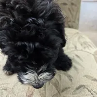 Otto, a male Doberman Pinscher and Poodle - Standard  for sale in Knoxville, TN – Photo 3 of 10