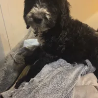 Otto, a male Doberman Pinscher and Poodle - Standard  for sale in Knoxville, TN – Photo 2 of 10