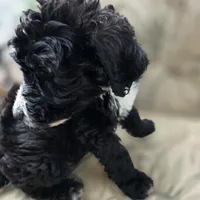 Otto, a male Doberman Pinscher and Poodle - Standard  for sale in Knoxville, TN – Photo 8 of 10