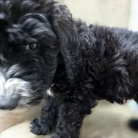 Otto, a male Doberman Pinscher and Poodle - Standard  for sale in Knoxville, TN – Photo 4 of 10