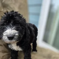 Otto, a male Doberman Pinscher and Poodle - Standard  for sale in Knoxville, TN – Photo 5 of 10