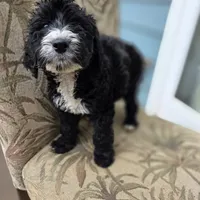 Otto, a male Doberman Pinscher and Poodle - Standard  for sale in Knoxville, TN – Photo 1 of 10