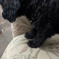 Otto, a male Doberman Pinscher and Poodle - Standard  for sale in Knoxville, TN – Photo 9 of 10