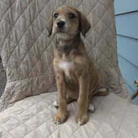 Dallas -only 3 remain, a female Doberman Pinscher and Poodle - Standard  for sale in Knoxville, TN – Photo 5 of 10