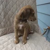 Dallas -only 3 remain, a female Doberman Pinscher and Poodle - Standard  for sale in Knoxville, TN – Photo 6 of 10