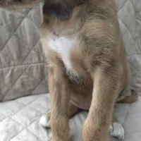 Dallas -only 3 remain, a female Doberman Pinscher and Poodle - Standard  for sale in Knoxville, TN – Photo 9 of 10