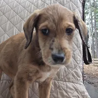 Dallas -only 3 remain, a female Doberman Pinscher and Poodle - Standard  for sale in Knoxville, TN – Photo 3 of 10