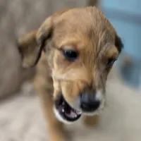 Dallas -only 3 remain, a female Doberman Pinscher and Poodle - Standard  for sale in Knoxville, TN – Photo 2 of 10