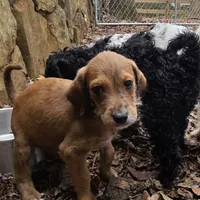 Dallas -only 3 remain, a female Doberman Pinscher and Poodle - Standard  for sale in Knoxville, TN – Photo 8 of 10