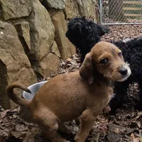 Dallas -only 3 remain, a female Doberman Pinscher and Poodle - Standard  for sale in Knoxville, TN – Photo 10 of 10