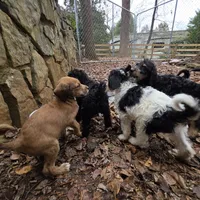 Dallas -only 3 remain, a female Doberman Pinscher and Poodle - Standard  for sale in Knoxville, TN – Photo 7 of 10