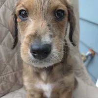 Dallas -only 3 remain, a female Doberman Pinscher and Poodle - Standard  for sale in Knoxville, TN – Photo 1 of 10