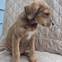 Dallas -only 3 remain, a female Doberman Pinscher and Poodle - Standard  for sale in Knoxville, TN – Photo 4 of 10