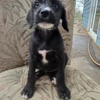 Phoebe -only 3 remain, a female Doberman Pinscher and Poodle - Standard  for sale in Knoxville, TN – Photo 3 of 7