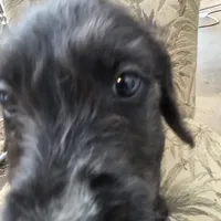 Phoebe -only 3 remain, a female Doberman Pinscher and Poodle - Standard  for sale in Knoxville, TN – Photo 5 of 7