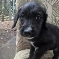 Phoebe -only 3 remain, a female Doberman Pinscher and Poodle - Standard  for sale in Knoxville, TN – Photo 1 of 7