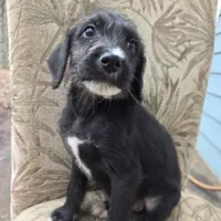 Phoebe -only 3 remain, a female Doberman Pinscher and Poodle - Standard  for sale in Knoxville, TN – Photo 4 of 7