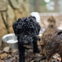 Lily, a female Doberman Pinscher and Poodle - Standard  for sale in Knoxville, TN – Photo 10 of 10