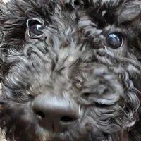 Lily, a female Doberman Pinscher and Poodle - Standard  for sale in Knoxville, TN – Photo 4 of 10