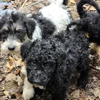 Lily, a female Doberman Pinscher and Poodle - Standard  for sale in Knoxville, TN – Photo 1 of 10