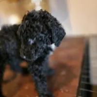 Lily, a female Doberman Pinscher and Poodle - Standard  for sale in Knoxville, TN – Photo 3 of 10