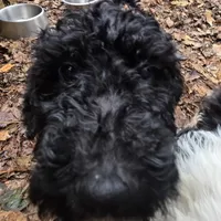 Lily, a female Doberman Pinscher and Poodle - Standard  for sale in Knoxville, TN – Photo 6 of 10